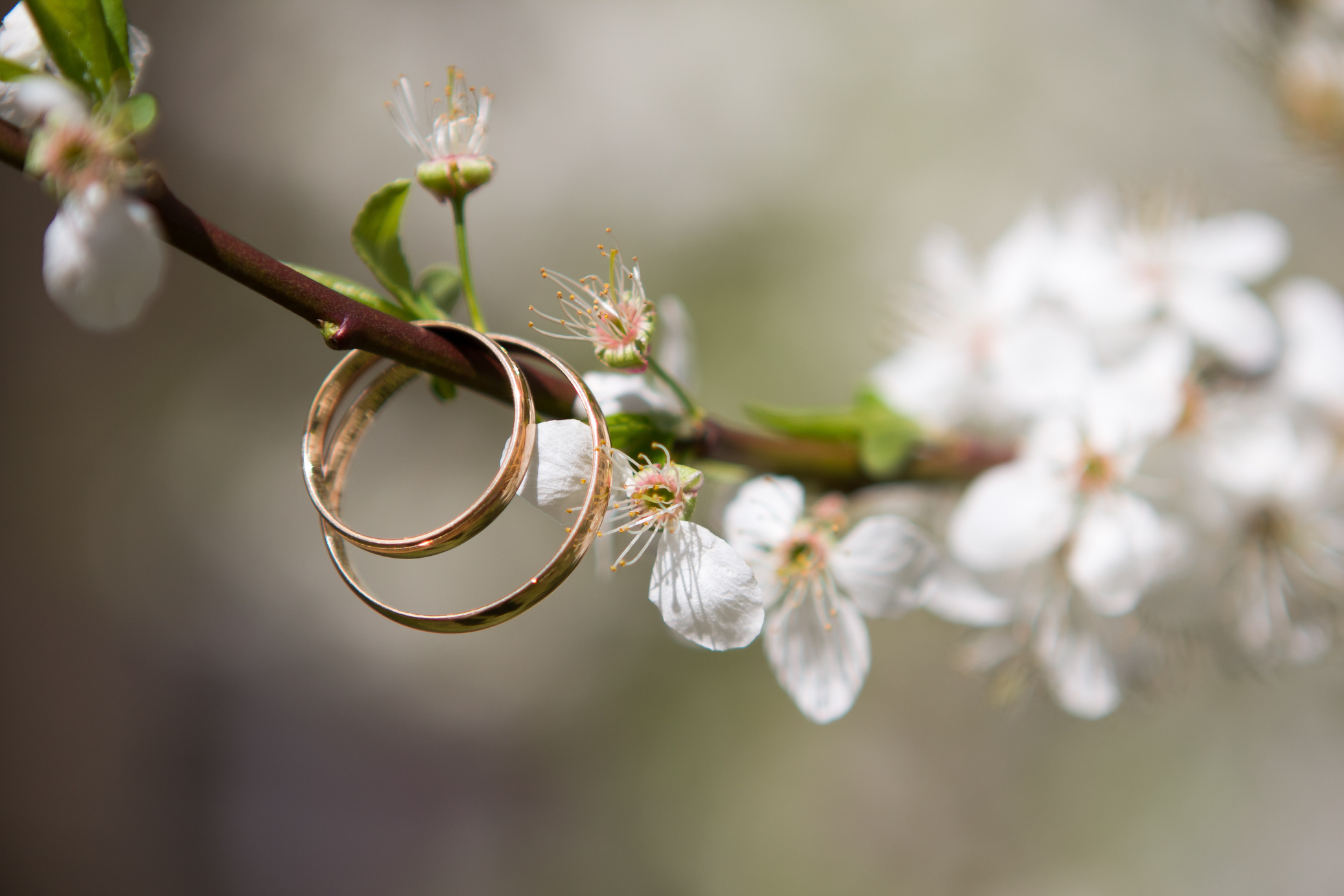 Wedding Rings on a Branch